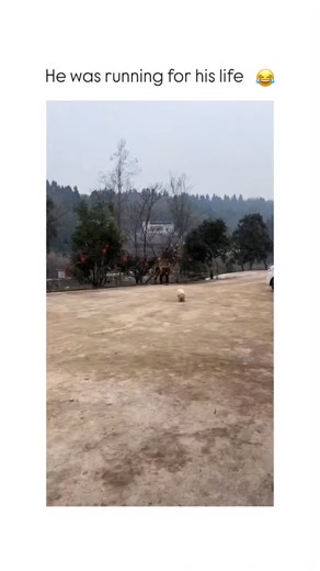 Paradoxically Boring | Funny Reels on Instagram: "This video captures a pure chaos moment outdoors where a tiny dog goes into full “NOPE” mode and bolts just in time as a string of loud firecrackers starts exploding behind it. The Subject A small, fluffy white dog in a striped sweater sprints across a wide concrete courtyard like it just remembered it left the stove on. In the background, a person is briefly seen running away as the firecrackers begin to detonate. The setting looks like a reside