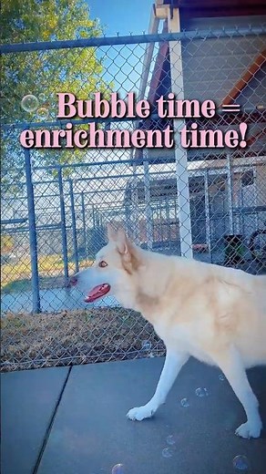 🫧 Bubble Play for Shelter Dogs!