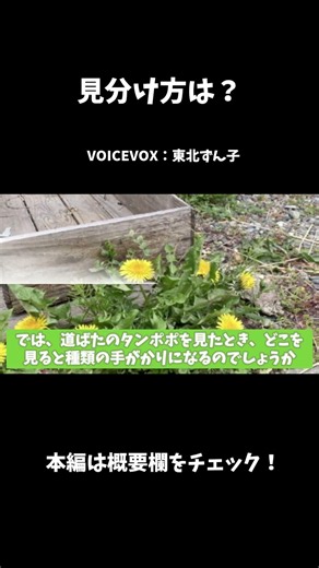 身近なタンポポの知らない話