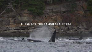 190K views · 796 reactions | Say hello to the Salish Sea orcas! With only 76 left, there has never been a more critical time for our beloved neighbours. If we don’t help them now, it will truly be too late. Follow us and discover a unique opportunity to learn about, love and help save them. #JoinThePod | Salish Sea Orcas | Facebook