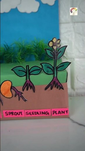 Easy Seed Germination Working Model | Step-by-Step Science Project for School Exhibition & TLM
