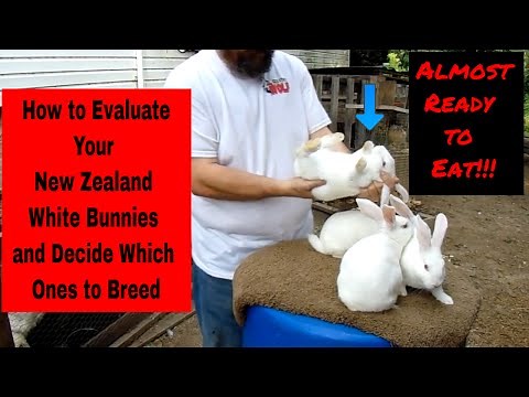 New Zealand White Rabbits - How to Evaluate Your New Zealand White Bunnies and Decide Who to Keep