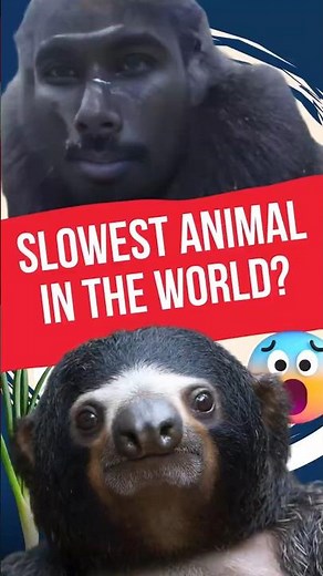 Sloth Mode Activated | #SlothMode #SlothLife #WorldsSlowestAnimal