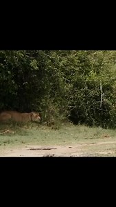 1.5K views · 423 reactions | Best luxury safari adventure in Tanzania...