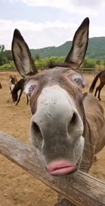 Jean-Luc Reichmann on Reels