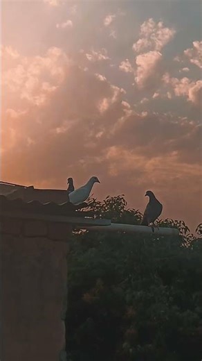 kabutars 🕊️ the racing pigeon secret nobody talks about