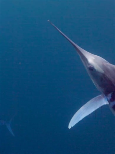 William Drumm | Underwater Photography | 🦈 on Instagram: "Sword Slayers of the Sea ⚔️ Striped marlin combine the agility and swordplay of a samurai with the power and speed of a Spartan. Watching these fish hunt is exhilarating but sometimes you have to take a sec and check yourself for holes. 🕳️"
