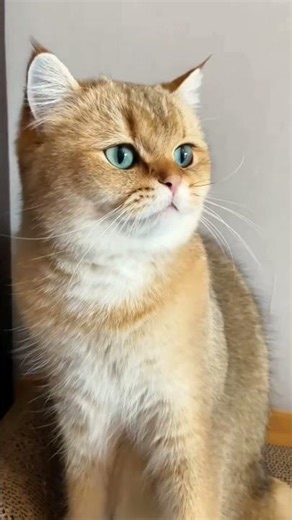 CATS ARE ANGRY😤 #troll #trolllife #internetmeme #vairalvideo