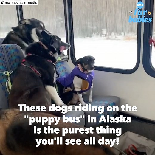 Introducing “the puppy bus” from Mo Mountain Mutts, a dog-walking business in Skagway, Alaska. https://gma.abc/3iE50N5 | Good Morning America