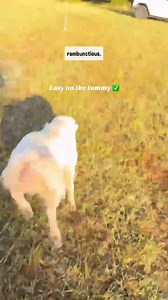 From puppy zoomies to senior snoozes. 💤🐾 | Canidae Pet Food