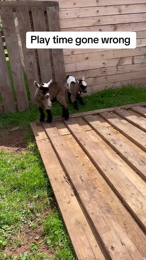 460K views · 3.8K reactions | Poor baby藍hes so clumsy! Love how mumma and sister come to check. #fyp #GOAT #goatfarm #adorable #funnygoat #farmlife #usa #farm #goatreels #trending | Einstein The Donkey | Facebook