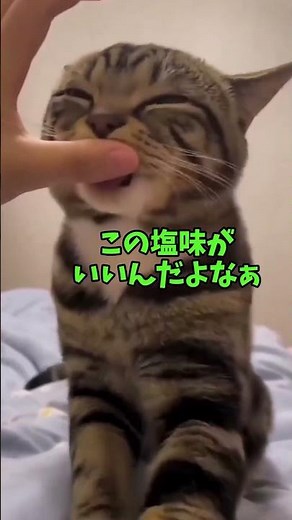 Irresistibly cute cats🥰