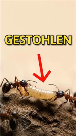 These ants are stealing brood… and turning them into workers! 😳