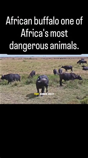 The wild Savior on Instagram: "African buffalo One of Africa's most dangerous animals. The African buffalo, also known as the Cape buffalo, is enormous, powerful and very unpredictable. Unlike predators that hunt for food, buffaloes can attack without warning when they feel threatened, are injured or are protecting their young. Their large bodies, strong horns and ability to run quickly make them especially dangerous to humans. Research shows that buffaloes cause around 200 human deaths each yea