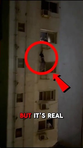 A Real Life Spider-Man? 🕷️