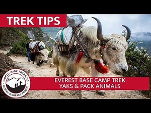 Yaks & Pack Animals on the Everest Base Camp Trek | Trek Tips