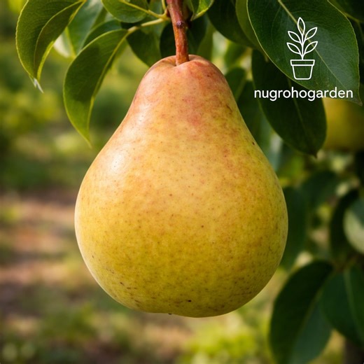 Moonglow Pear Seeds, Sweet Heirloom Fruit (25 Seeds) - Etsy