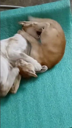 wrestling match between mom and son