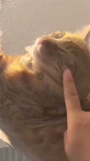 👍♥️😻😁🤣🤣🤣#ШОРТС #УКРАЇНА #КОТИКИ #music #trending #cat #cute #рек #funny #shorts