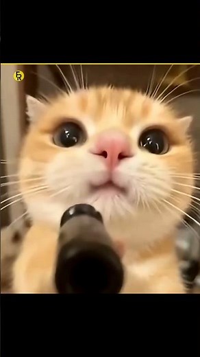 Cat Facts You NEED to Know 😸