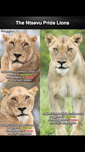 The Ntsevu Pride Lions.🥰 #lion #majingilane #sabisands