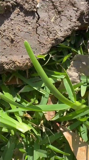 Metal detecting front yard Garrett AT PRO