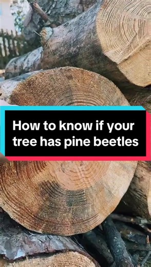 Here are the signs to look for! Save your tree before it’s too late. Arborists are your friends. #arborist #trees #beetles #pinetrees