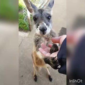 Kangaroo talking