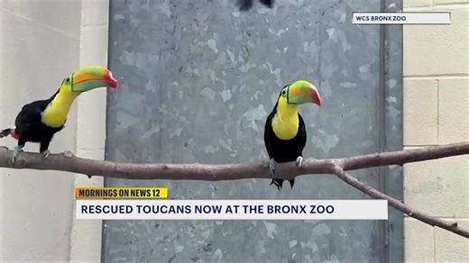 Toucans rescued from wildlife traffickers now thriving at the Bronx Zoo