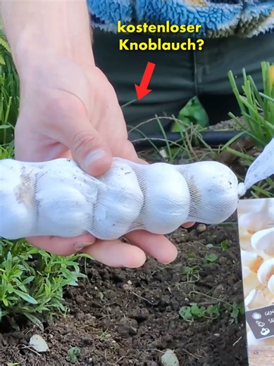 Geld sparen und einfach Knoblauch aus dem Supermarkt im Garten anbauen, geht das? In diesem Video erkläre ich ob und wie man Supermarkt Knoblauch im Garten anbauen kann und ich verrate einen genialen Trick wie man ganz einfach größeren Knoblauch ernten kann. #garten #gartentipps #tipps #lifehack #knoblauch