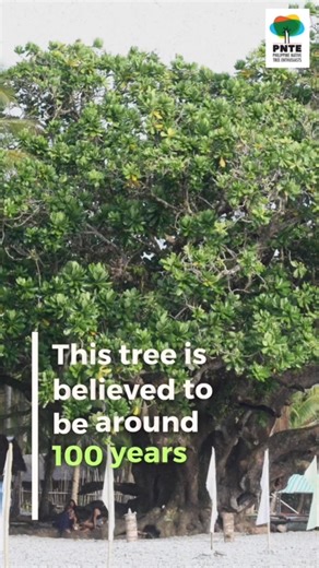 𝗧𝗵𝗶𝘀 𝘁𝗿𝗲𝗲 𝘀𝗮𝘃𝗲𝗱 𝗮 𝗯𝗼𝗮𝘁 𝗳𝗿𝗼𝗺 𝘁𝘆𝗽𝗵𝗼𝗼𝗻 𝗢𝗱𝗲𝘁𝘁𝗲. 🌳 The 𝗕𝗶𝘁𝗼𝗼𝗻 tree is believed to be over 100 years old. It tied down a barge. Everything else was swept away. Bitoon tree (Barringtonia asiatica) in Malimono, Surigao del Norte 📍 PAMANA — A Celebration of Filipino Inheritance, Identity, and Wealth. 🌳 Learn more about their stories. Check out: https://tinyurl.com/PHeritageTreesWaitlist #Dendrotonics #PhilippineHeritageTrees #PAMANA #EnvironmentalHeritage | Den