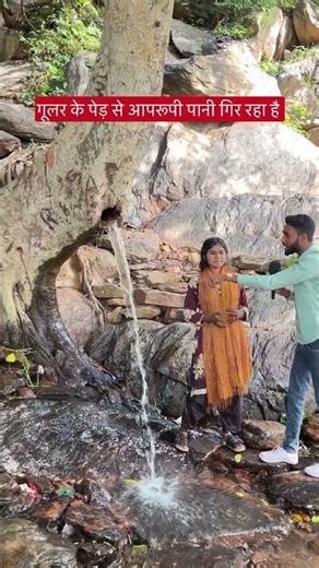 Water dripping from a Cluster Fig tree!!😱!!