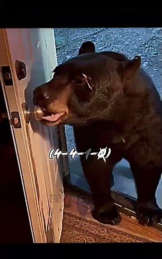 Polar Bear VS Grizzly Bear VS Sloth Bear VS Black Bear | Bear Rematch