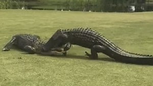 Gator vs Gator: Who do you think won?
