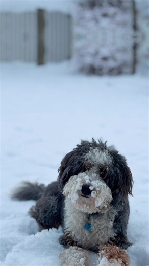 Do you want to build a snow man? Or come and play?? #dogsofttiktok #snow #WinterZoomies #utah #cutedog