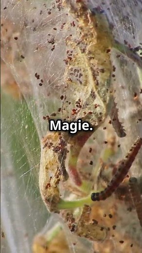 Unglaubliche Tatsachen über Schmetterlinge: Verwandlungskünstler und ihre faszinierende Metamorphose