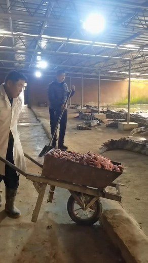 agriculturelove88 (@agriculturelove88) - Crocodile Breeding Base - Learn About Crocodile Mating Process