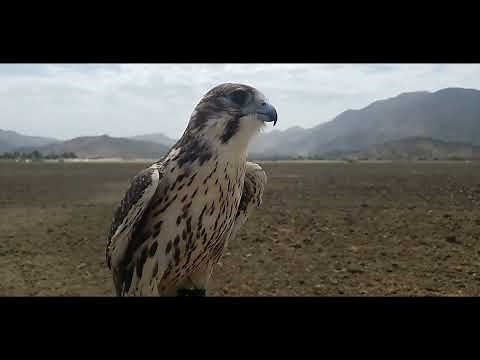Falconry Prairie Falcon