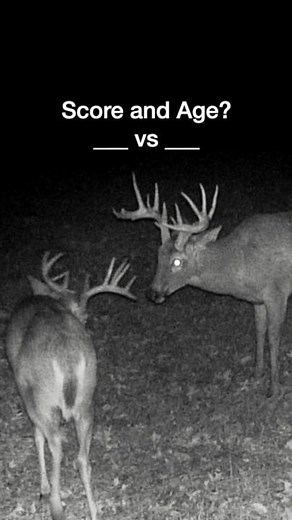 Small vs Big Buck Fight #deerhunting #huntingcamera #wildlife