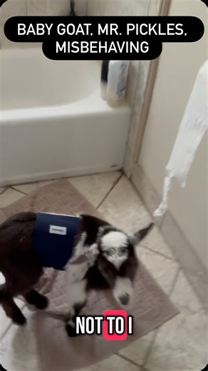 Hannah Pauk on Instagram: "Baby Goat, Mr. Pickles, Misbehaving #misbehaving # #minigoats #babygoats #goats #funnypets #nigeriandwarfgoats #pets"