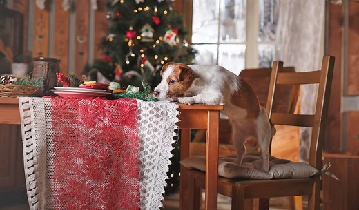 18 Homemade Doggy Christmas Dinner Recipes
