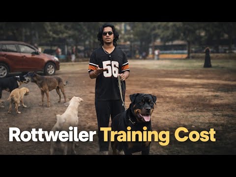 I Trust Malhar When He’s Offleash | Met Labrador & His Overall Training Expense | Day-645
