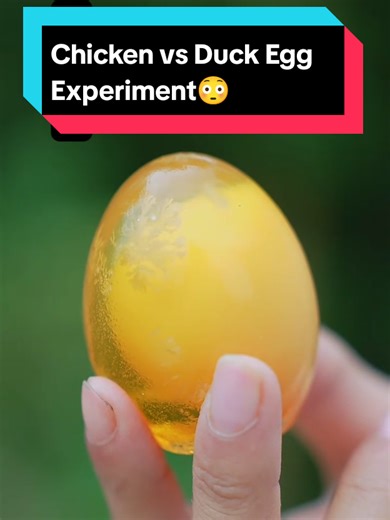 30 Days of Chicken vs Duck Eggs Experiment