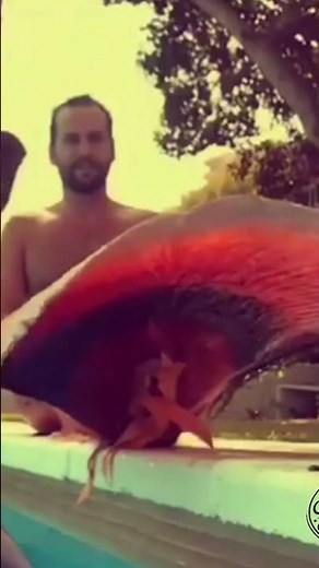 mermaid tail Splash #mermaid #mermaidtail