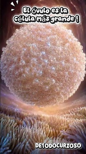 Biological Records: The Largest Cell in Humans. #extremescience #didyouknow