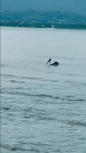 Amazing Pelican Fishing Skills Caught on Camera Footages | Australian Pelican in Action on Sea beach