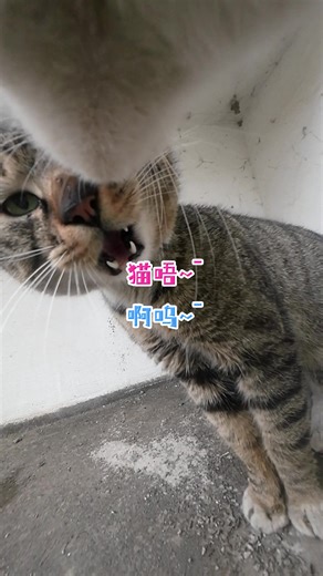 On a snowy day, Maxwell got into a fight with the other cats while out for a walk.#cats