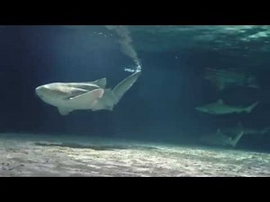 Blacktip Reef Shark Birth at Shedd Aquarium