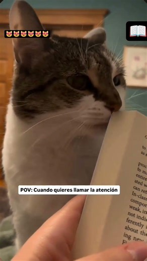Hasme casó Karen 😼📖 #01tendencias #cat #gatitosbonitos #gatos #michis