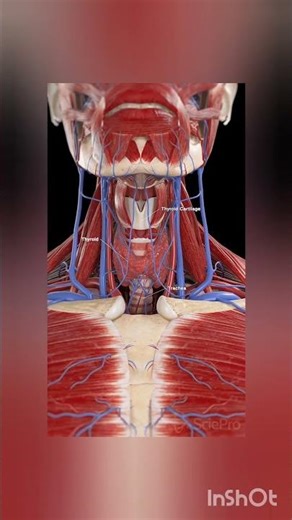 “Thyroid Cartilage Anatomy Explained | Real Human Neck Structure!”